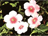 Linum usitatissimum (flax).